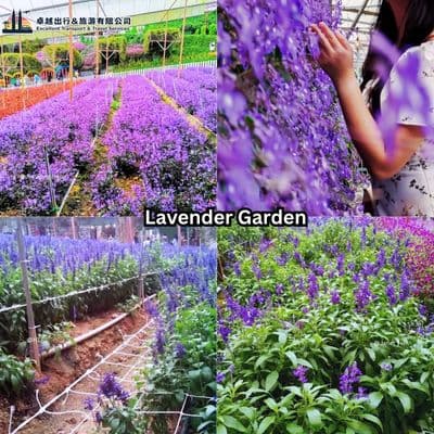 Lavender Garden